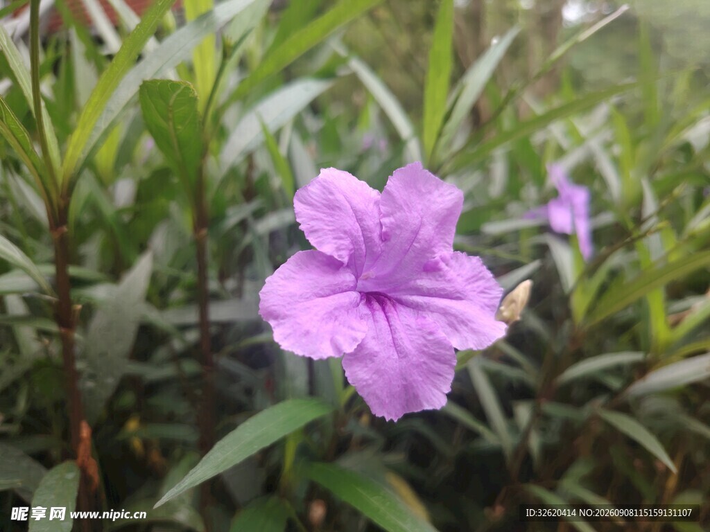 翠芦莉