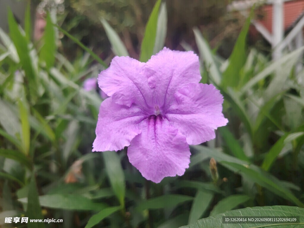 翠芦莉