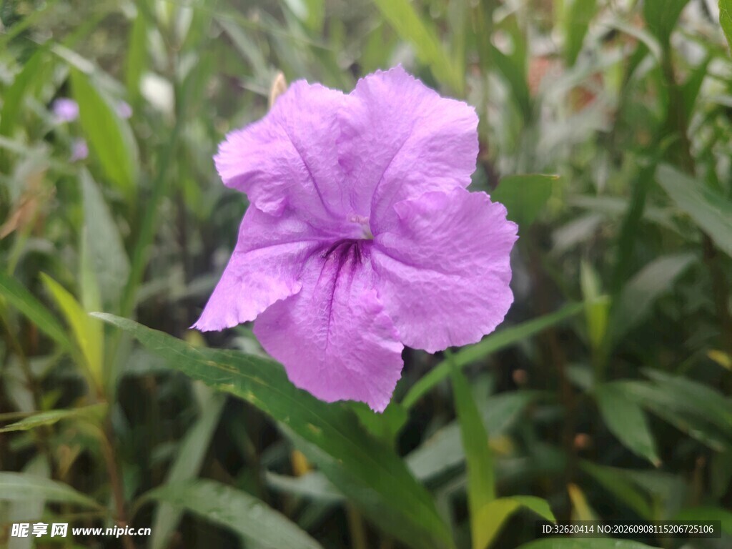 翠芦莉