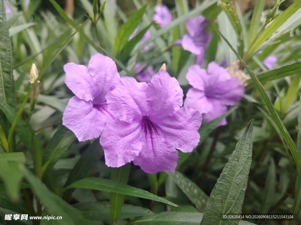 翠芦莉
