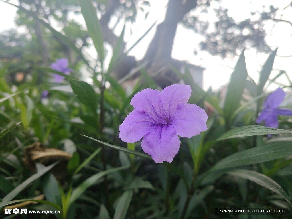 翠芦莉