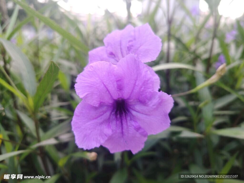 翠芦莉