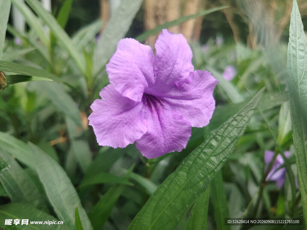 翠芦莉