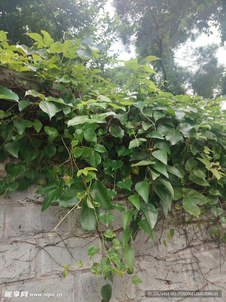 石墙上繁茂的绿色藤蔓