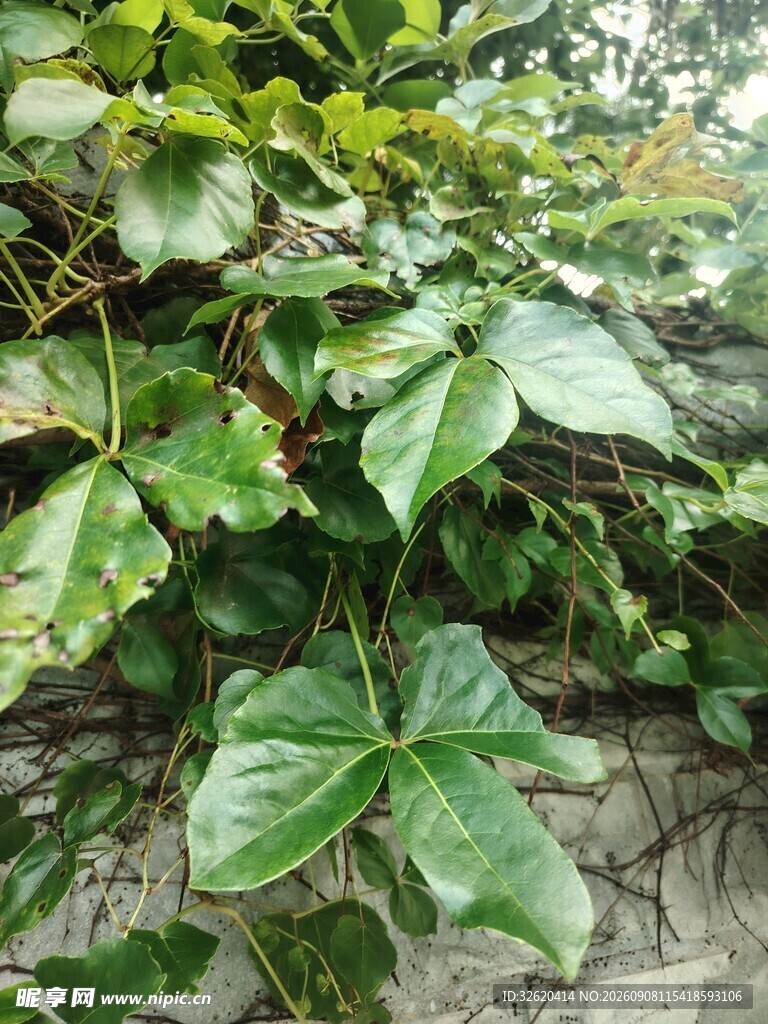 翠绿繁茂的攀援植物