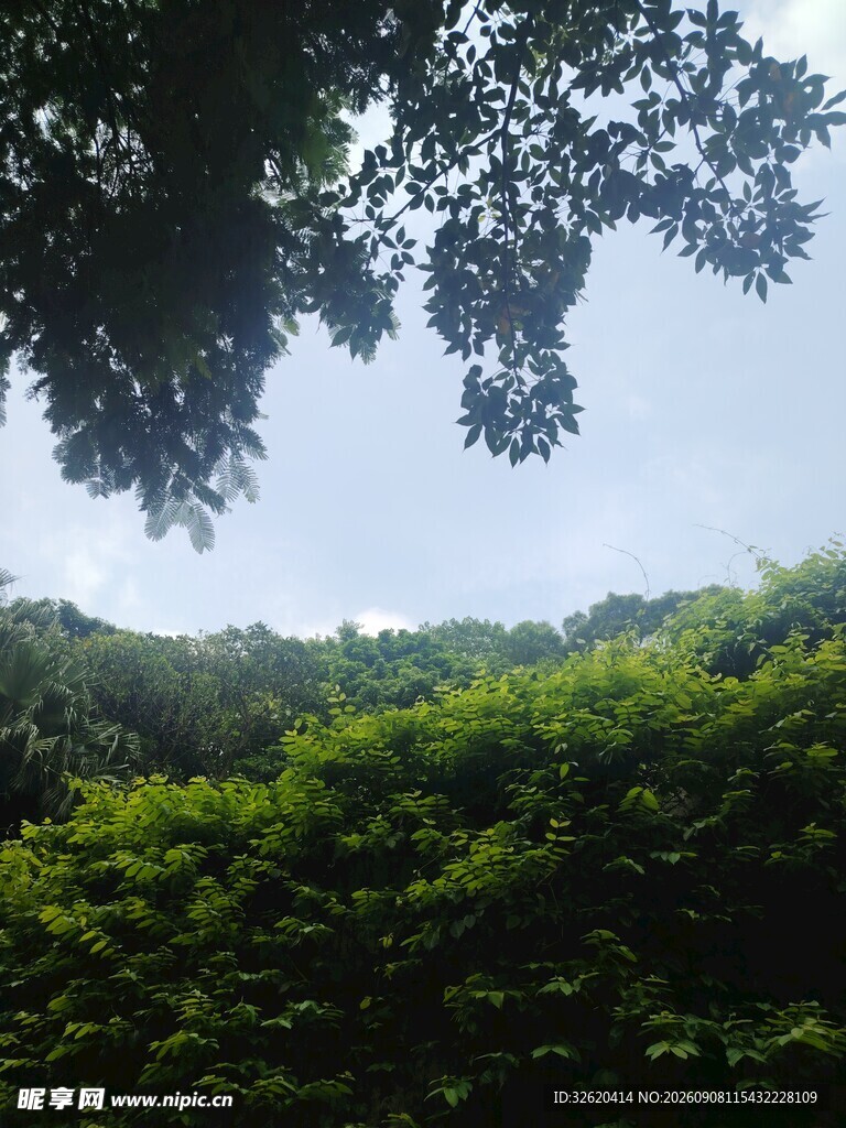 绿意盎然的山林景致
