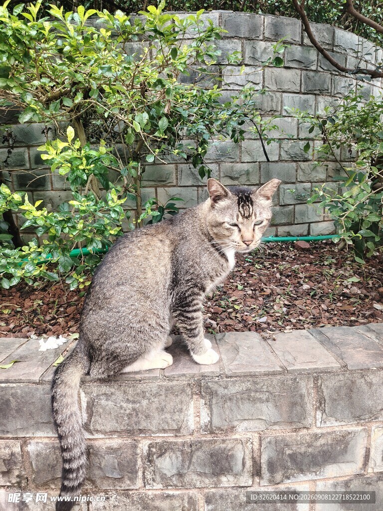 石阶上的灰猫