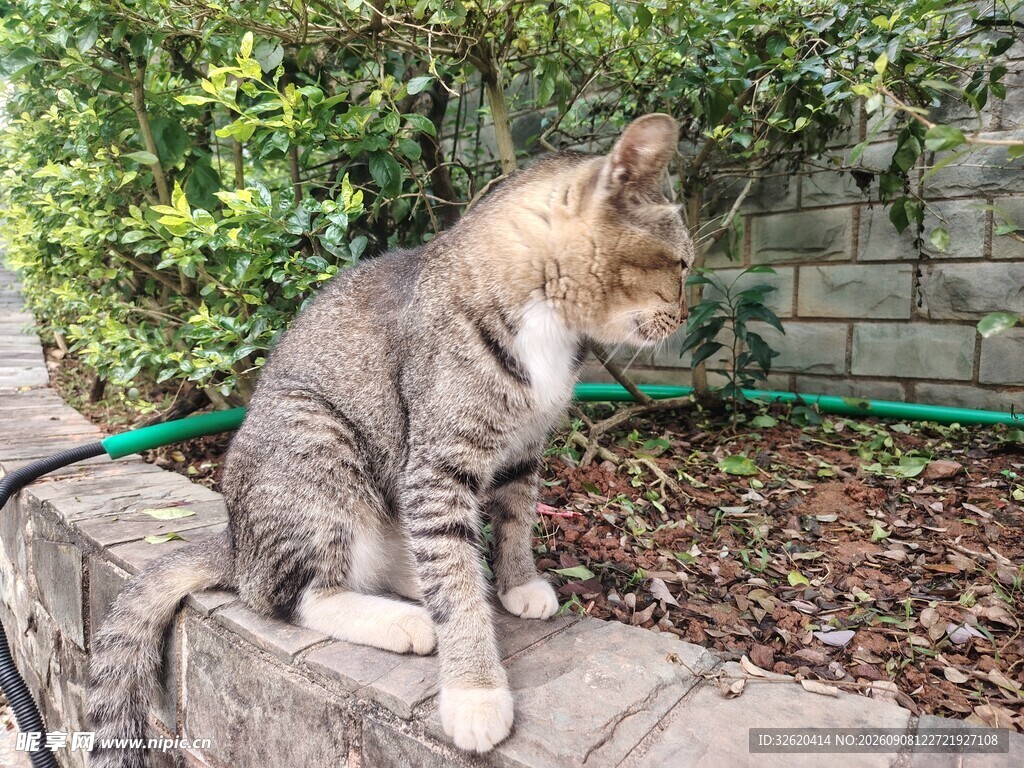 石台上的猫咪