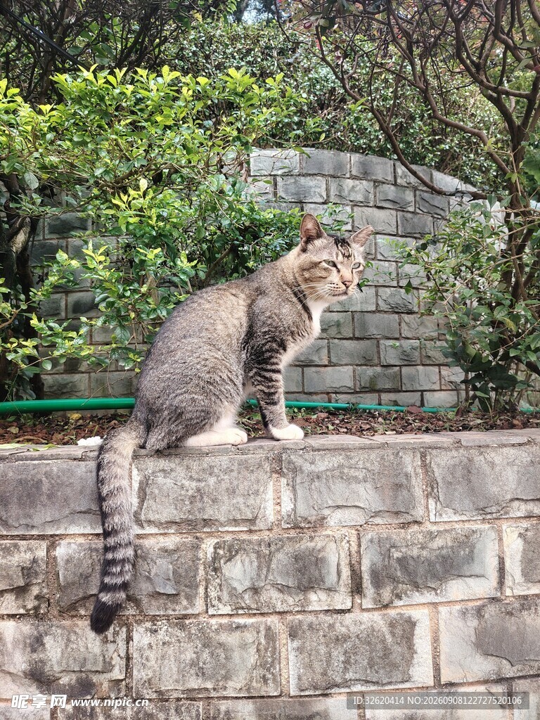 石墙上的灰猫