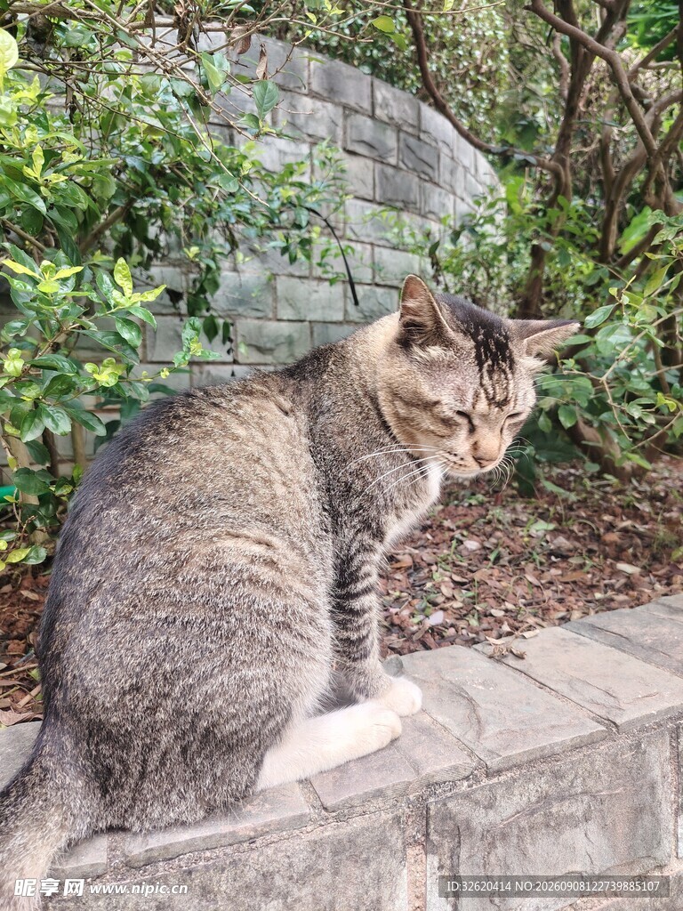 石上猫咪