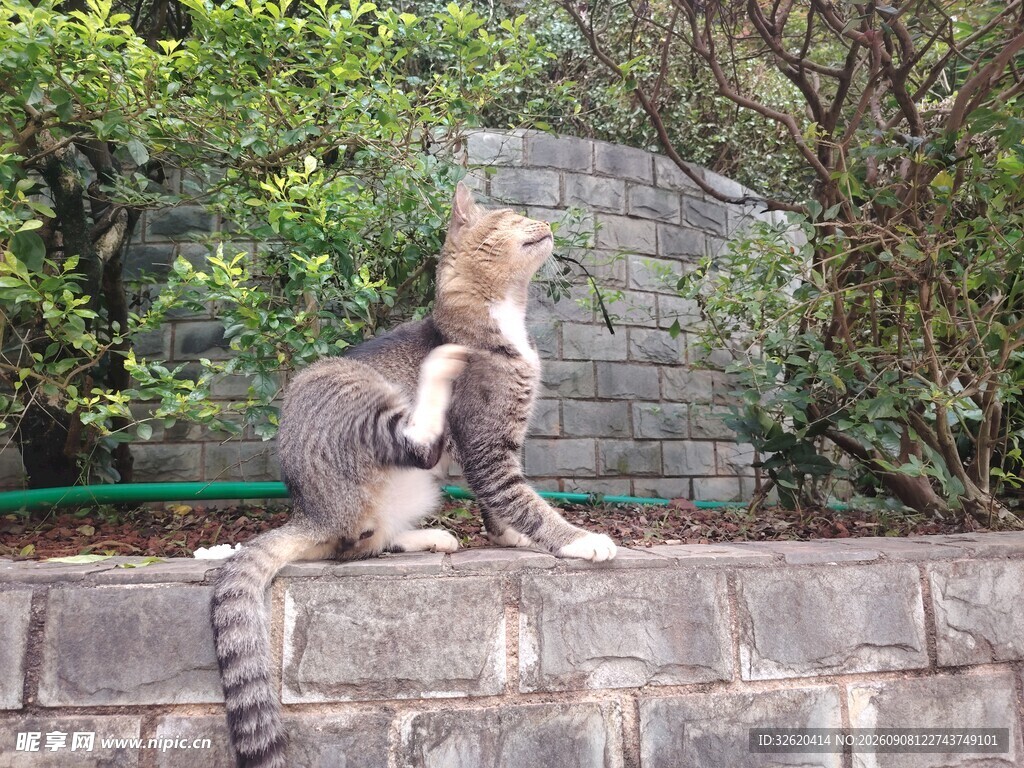 石墙上的猫咪