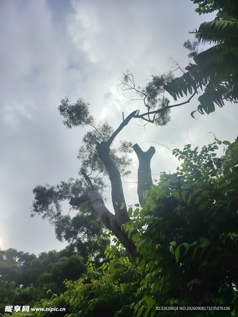 高耸的树木