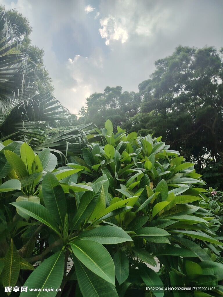绿意盎然的繁茂植物景观