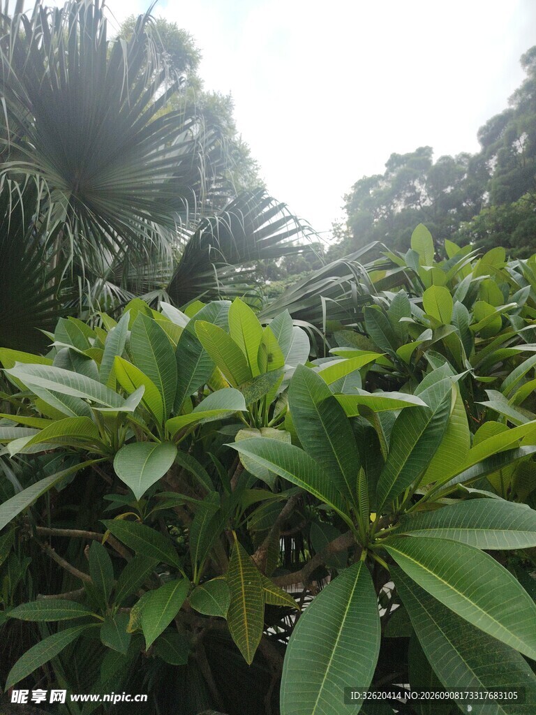 繁茂绿植展现自然生机