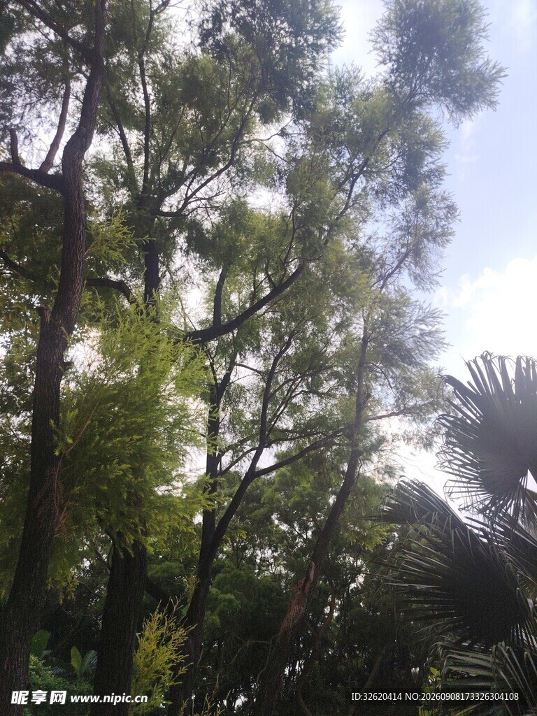 繁茂树林中的绿意景致