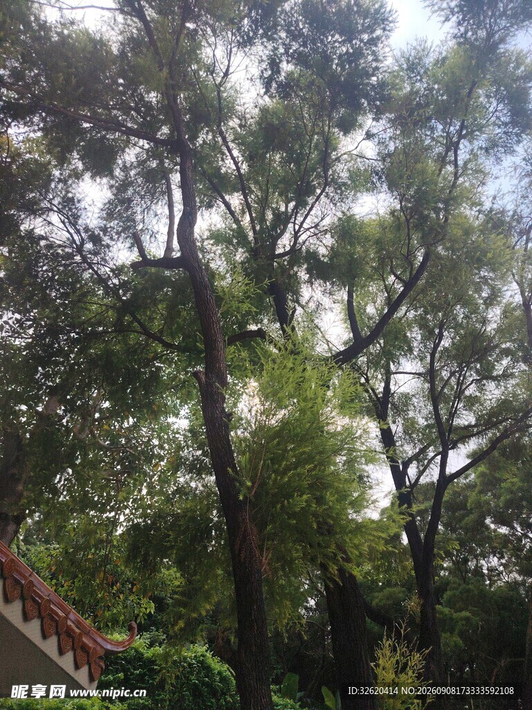 茂密树林中的阳光景象
