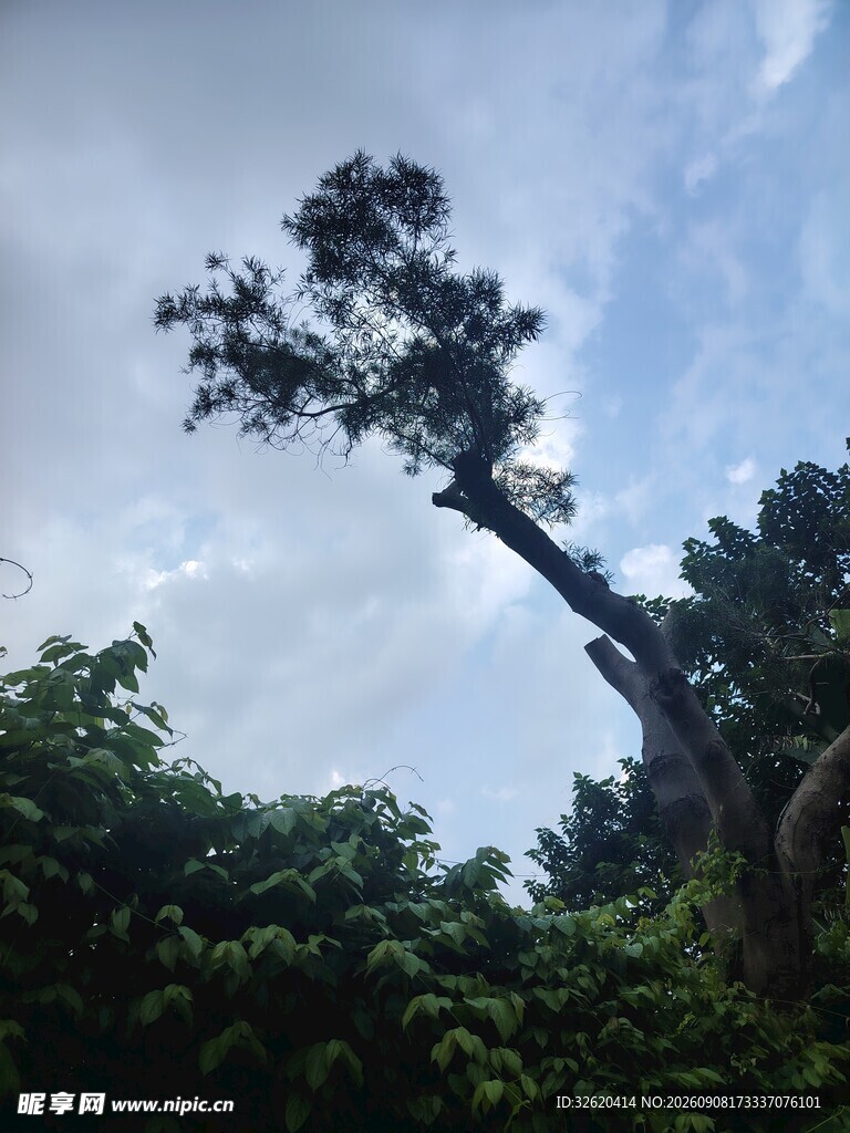 孤树挺立在葱郁山林间