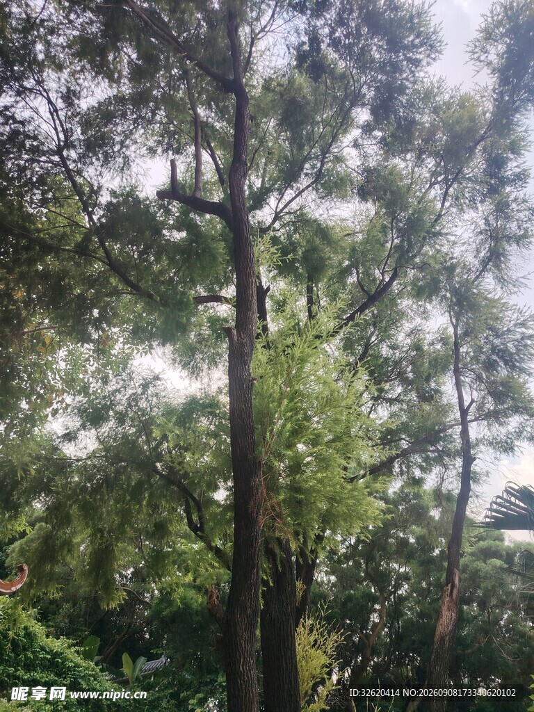 茂密树林中的高大树木