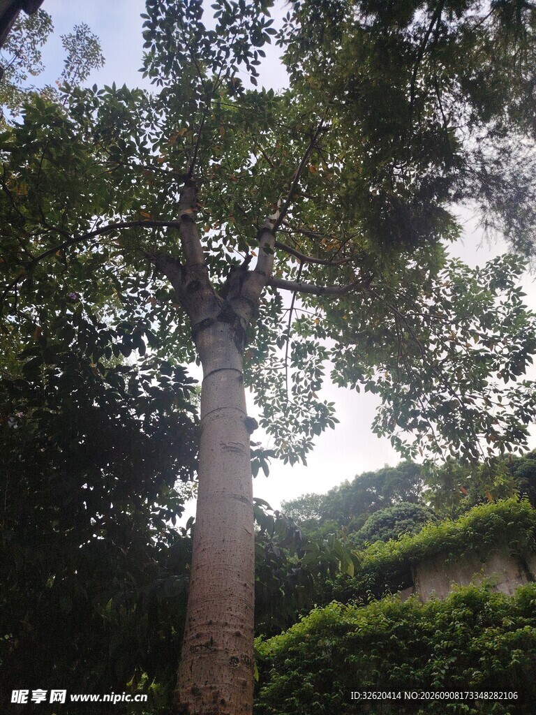 树林 树木