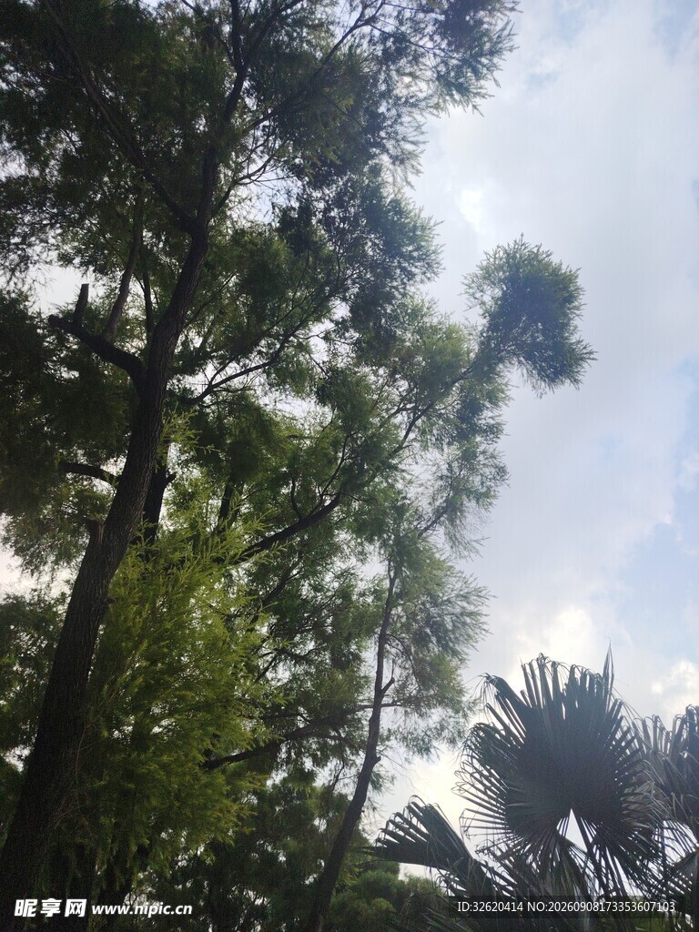 林间树梢望蓝天