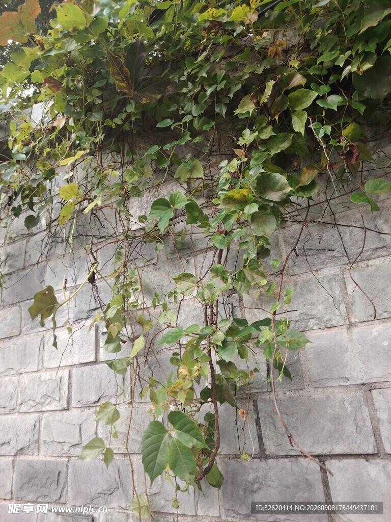 石墙上攀爬的绿色植物