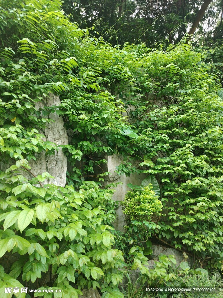 爬满绿植的石墙
