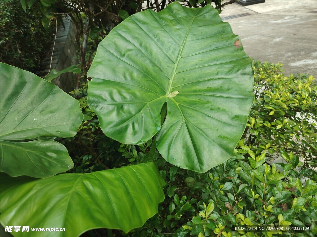 巨大绿叶植物