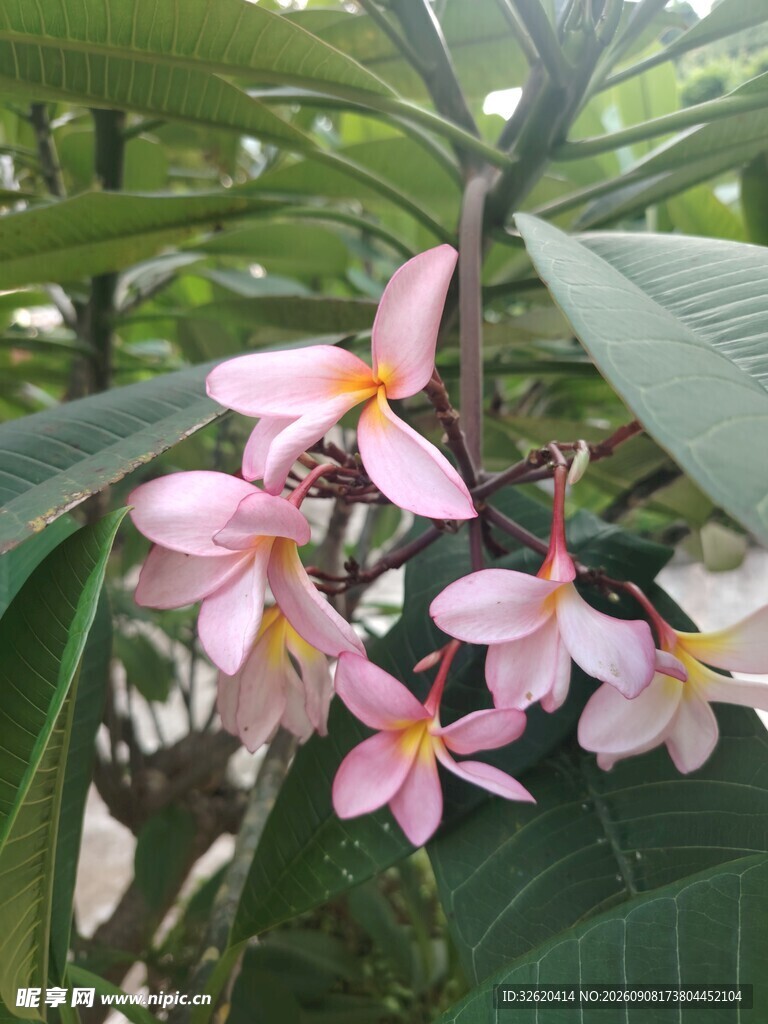 鸡蛋花