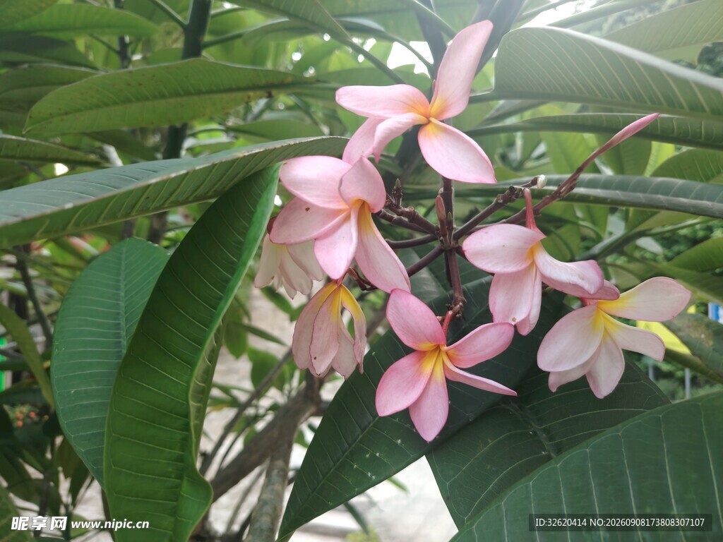鸡蛋花