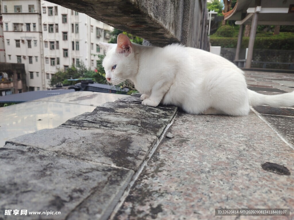 白色猫咪