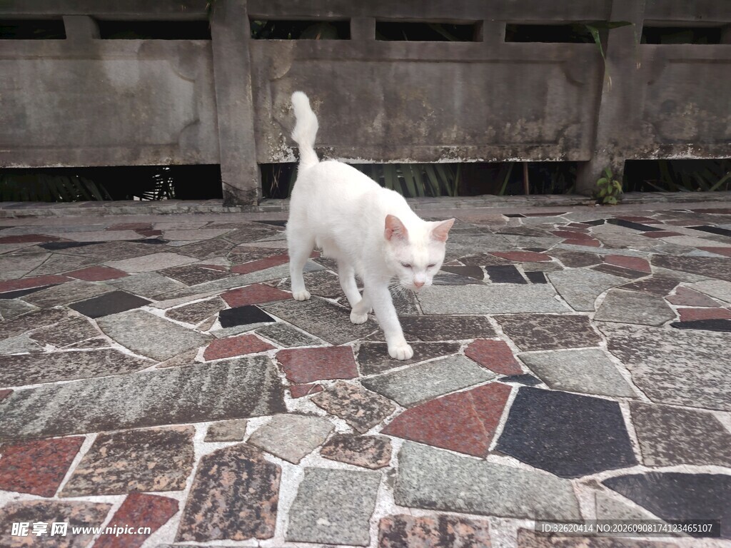 小白猫