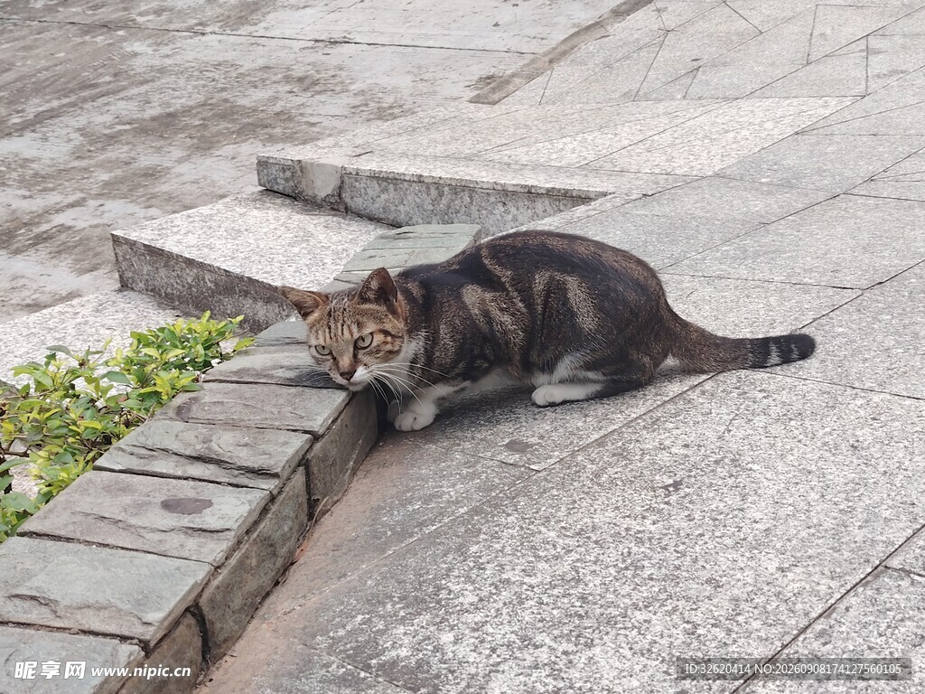 路边休憩的猫咪