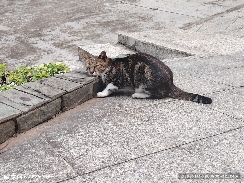 路边蹲坐的猫咪