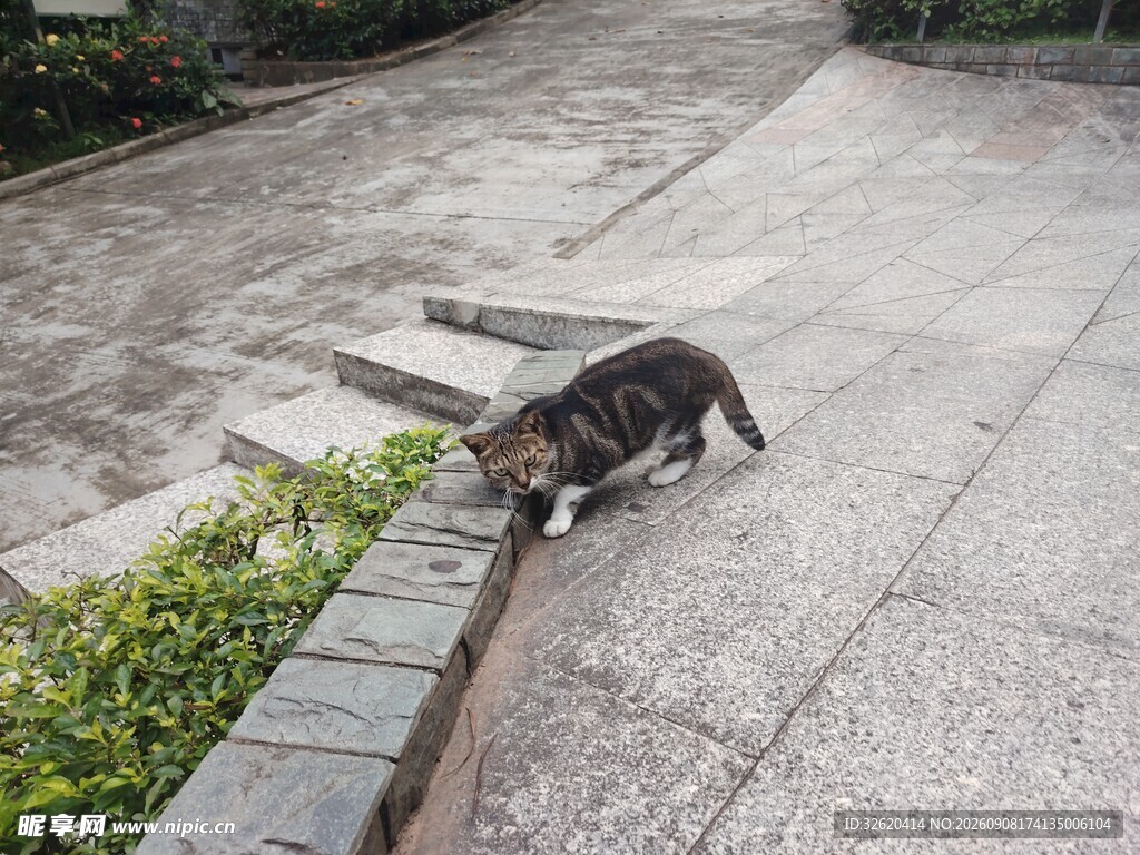 猫咪