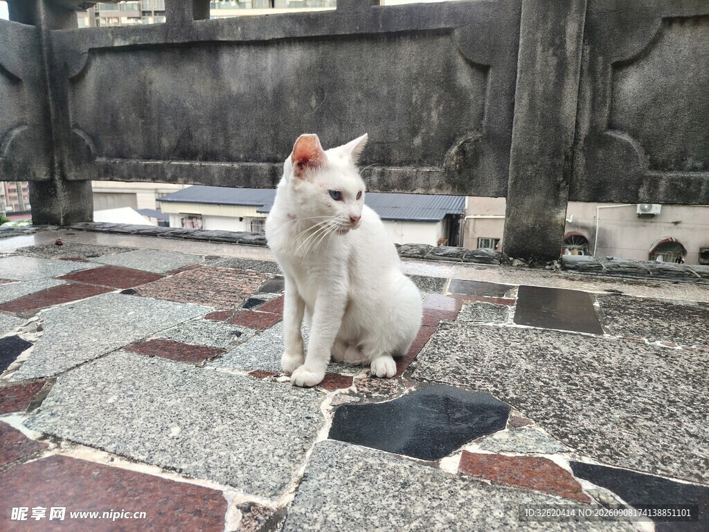猫咪