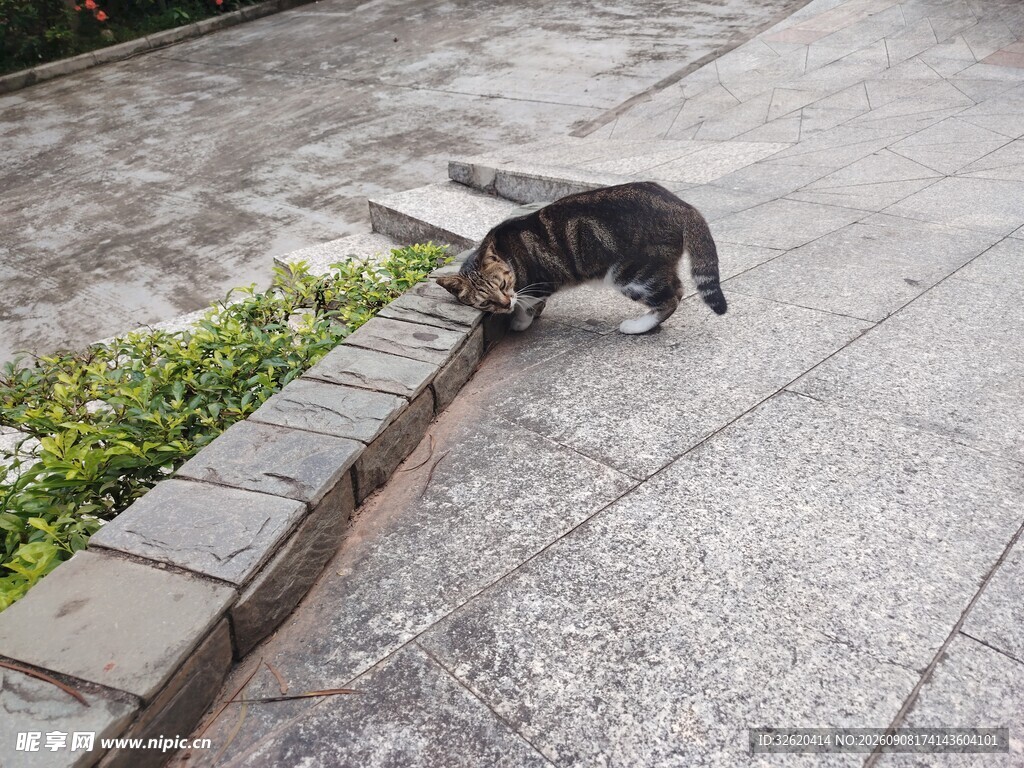 路边行走的斑纹猫咪