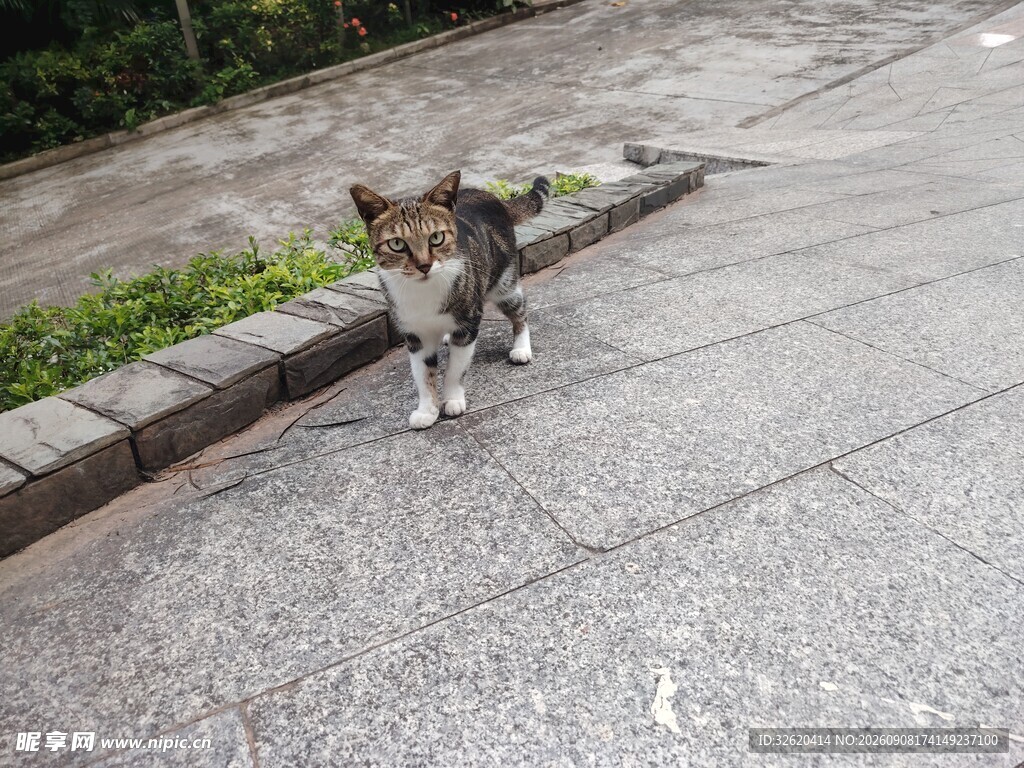 路边行走的可爱猫咪