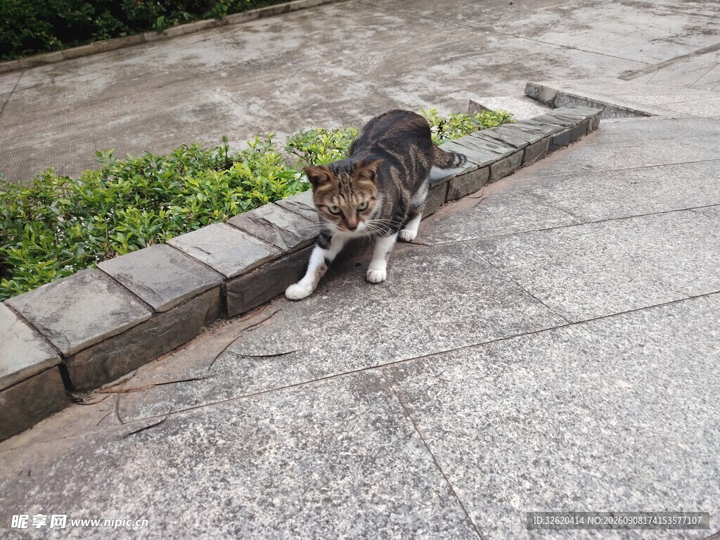 路边行走的斑纹猫咪