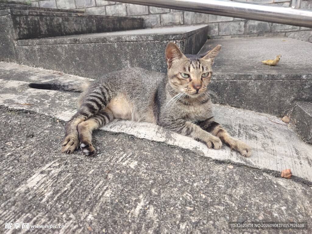 猫咪