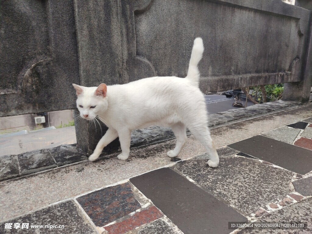 漫步街头的白色猫咪