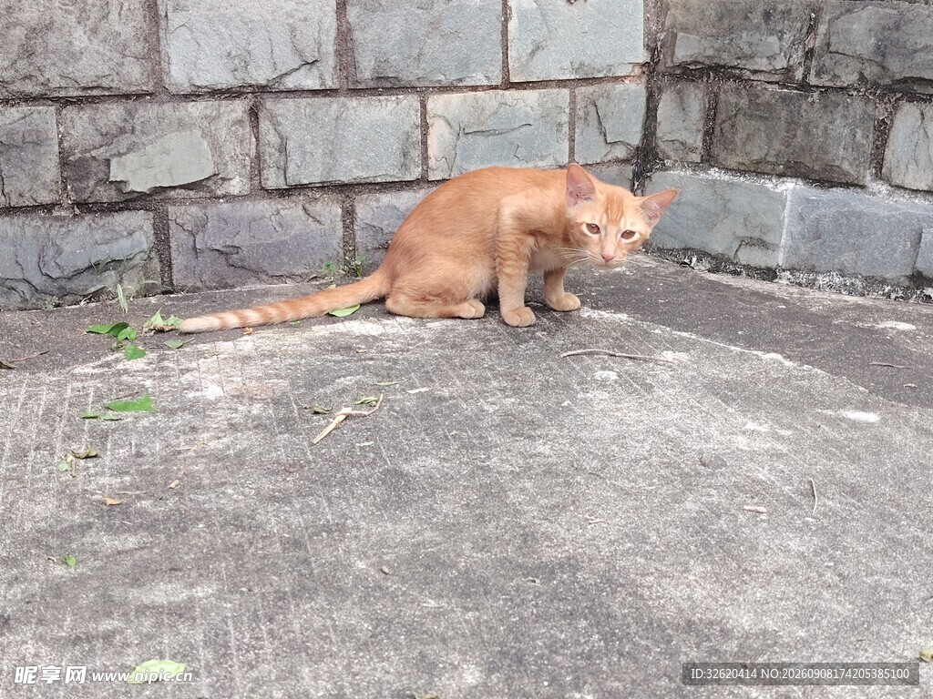 橘猫蹲坐于石墙边