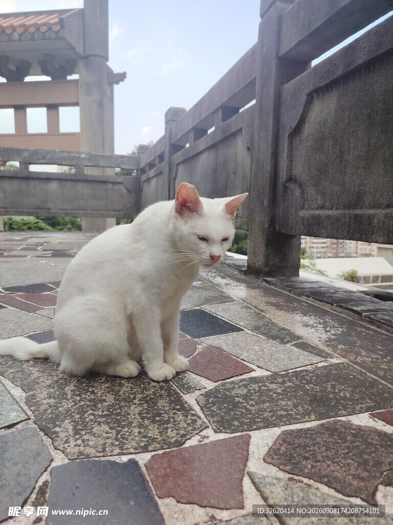 猫咪