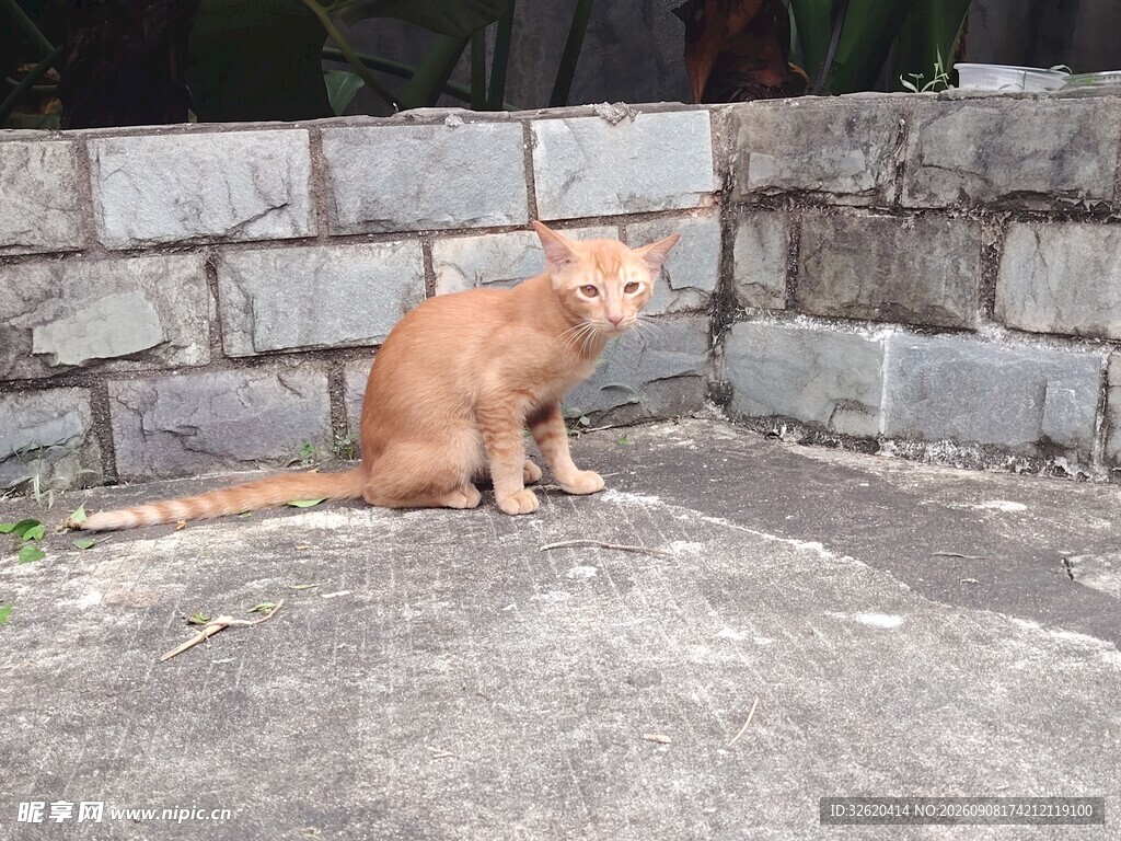石墙边的橘猫