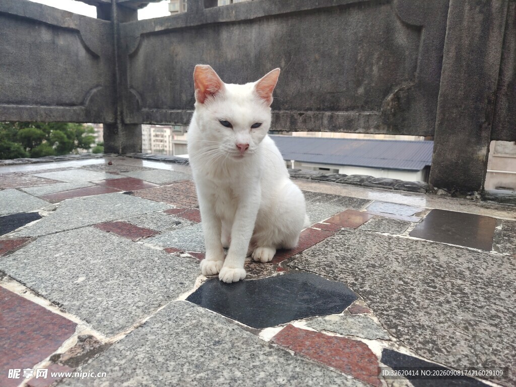 猫咪