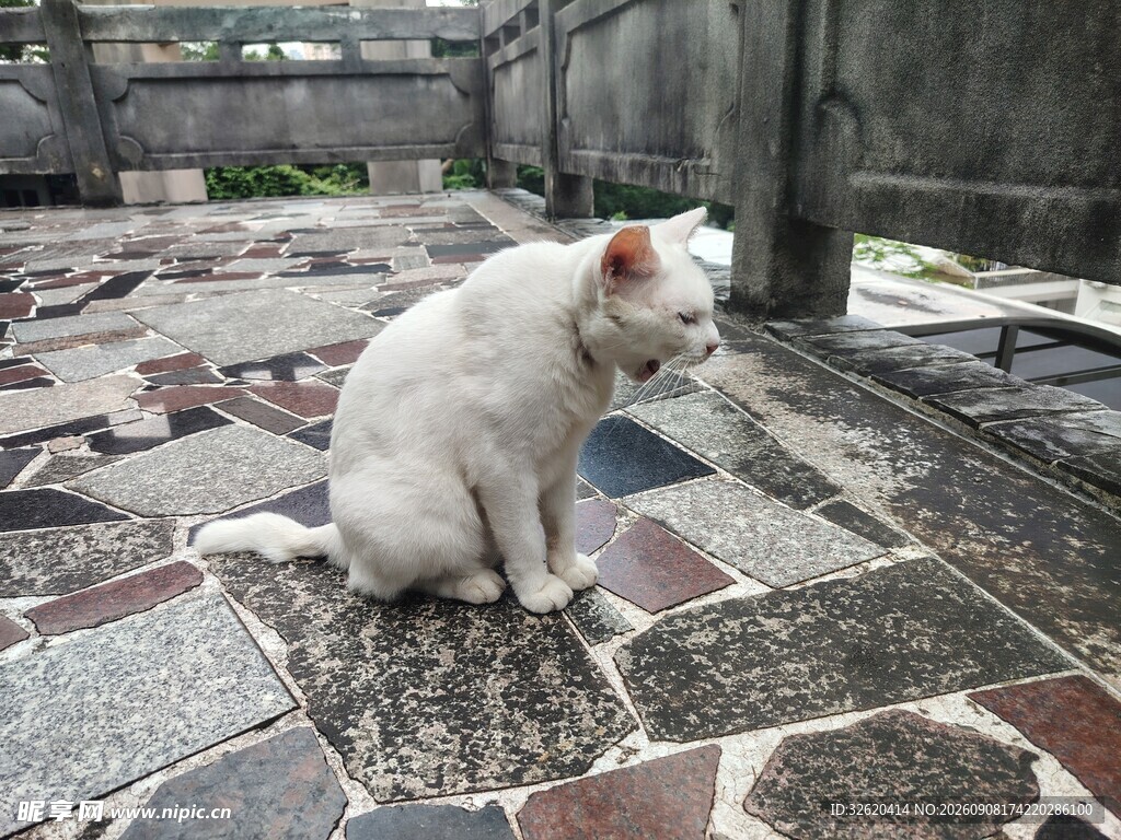 猫咪