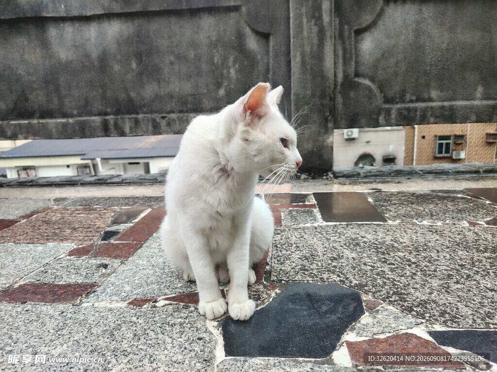 屋顶上的白色猫咪