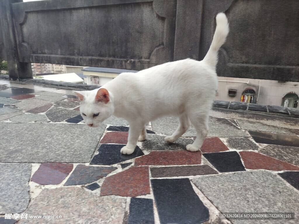 白色小猫