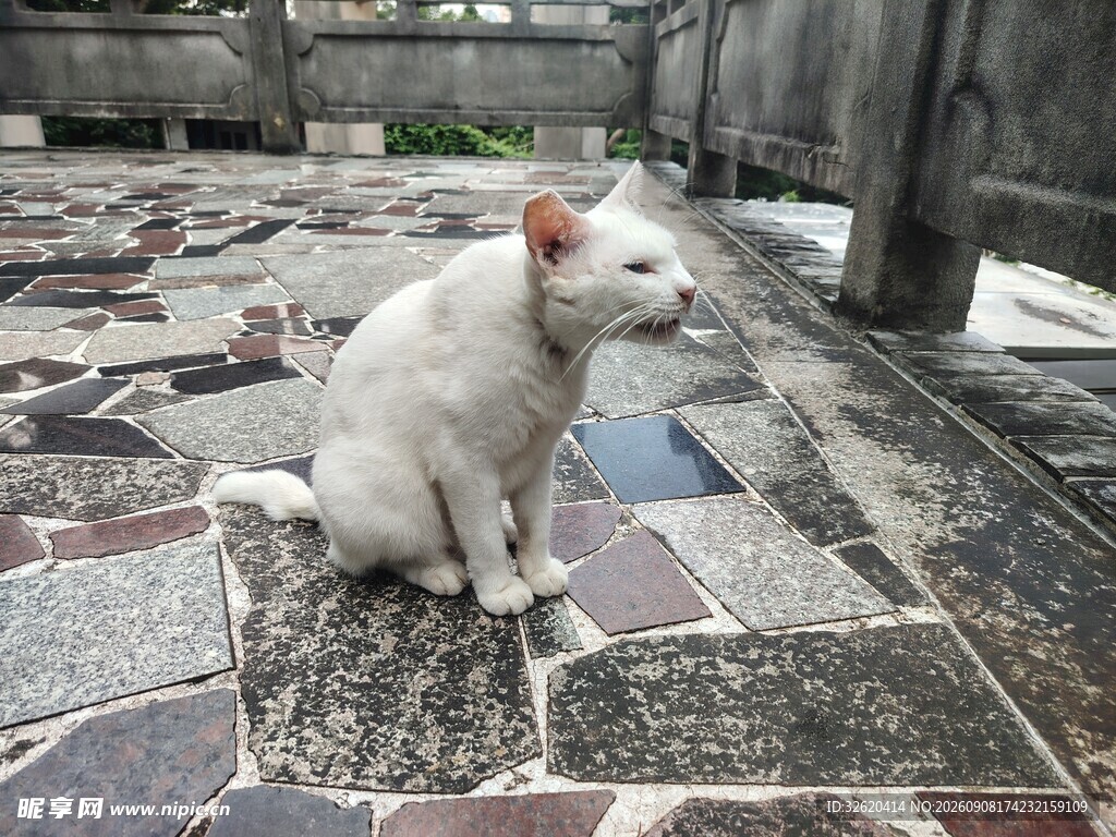小猫