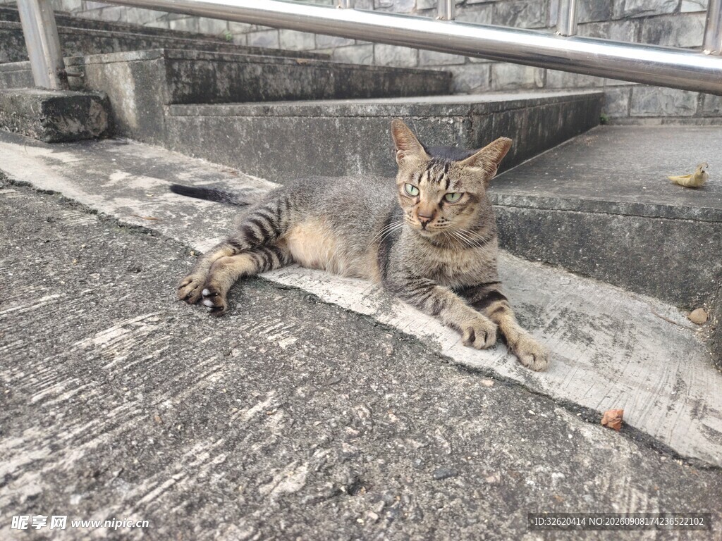慵懒猫咪惬意趴卧台阶