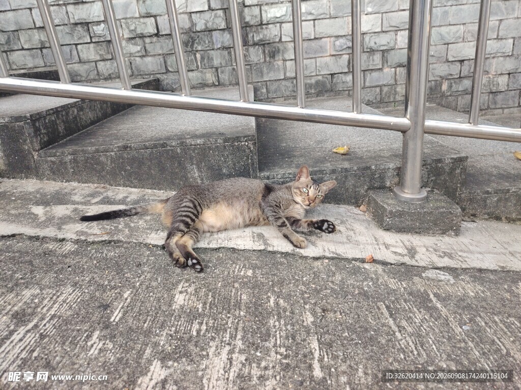 路边酣睡的小猫